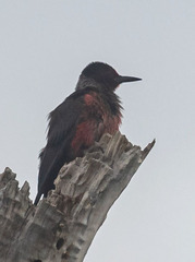 Melanerpes lewis