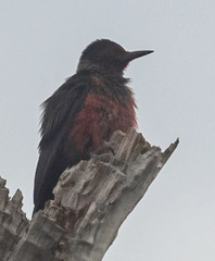 Melanerpes lewis