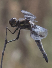 Libellula forensis