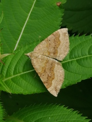 Scotopteryx chenopodiata