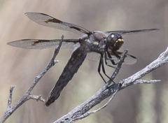 Libellula