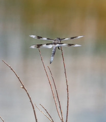 Libellula forensis