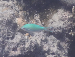 Chromis viridis