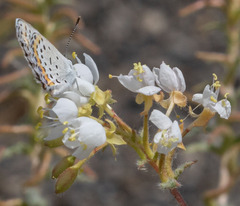 Plebejus melissa