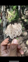 Clavulina coralloides