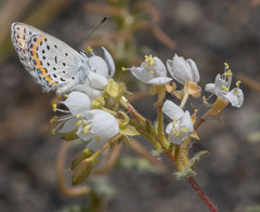 Plebejus melissa