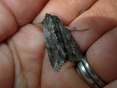 Ichneutica ustistriga