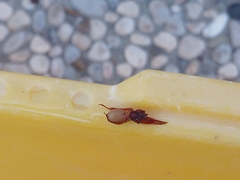 Dysderidae