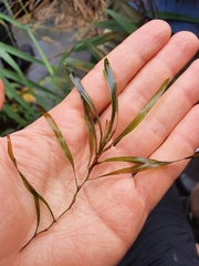 Potamogeton obtusifolius