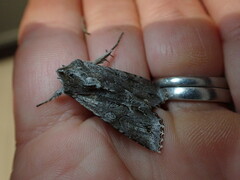 Ichneutica ustistriga