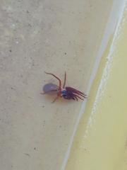 Dysderidae