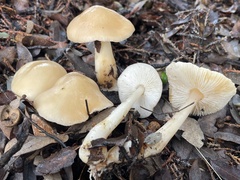 Rhodocollybia
