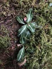 Goodyera oblongifolia