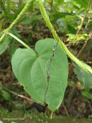 Dioscorea alata