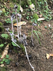 Monotropa uniflora