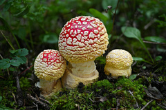 Amanita muscaria flavivolvata