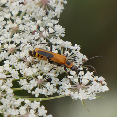Chauliognathus pensylvanicus