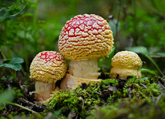Amanita muscaria flavivolvata