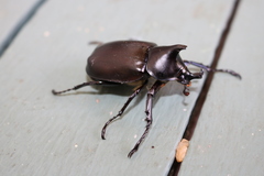 Xylotrupes australicus