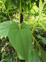 Dioscorea alata