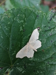 Idaea emarginata