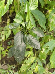 Codonacanthus pauciflorus