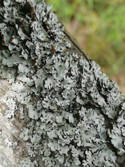 Hypogymnia physodes