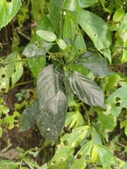 Codonacanthus pauciflorus