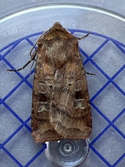 Diarsia rubi