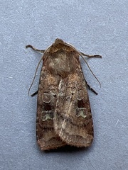 Diarsia rubi