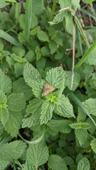 Loxostege sticticalis