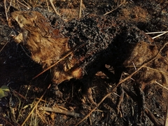 Procavia capensis capensis