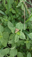 Loxostege sticticalis