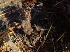 Procavia capensis capensis