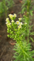 Erigeron