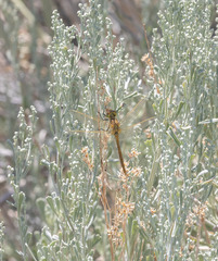 Sympetrum costiferum
