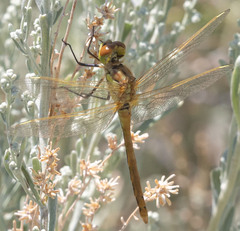 Sympetrum costiferum