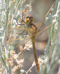 Sympetrum costiferum