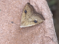 Rivula sericealis