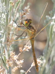 Sympetrum costiferum