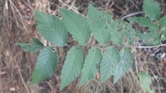 Ulmus
