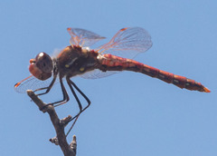 Sympetrum corruptum