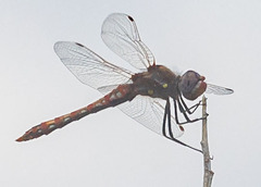 Sympetrum corruptum