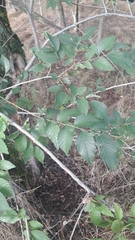 Ulmus