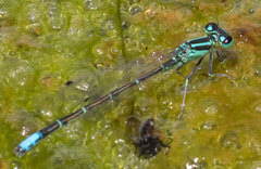 Ischnura perparva