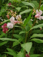 Impatiens glandulifera