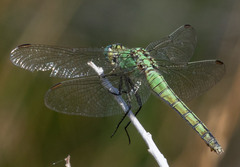 Erythemis collocata