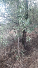 Ulmus