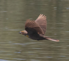 Xanthocephalus xanthocephalus