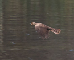 Xanthocephalus xanthocephalus